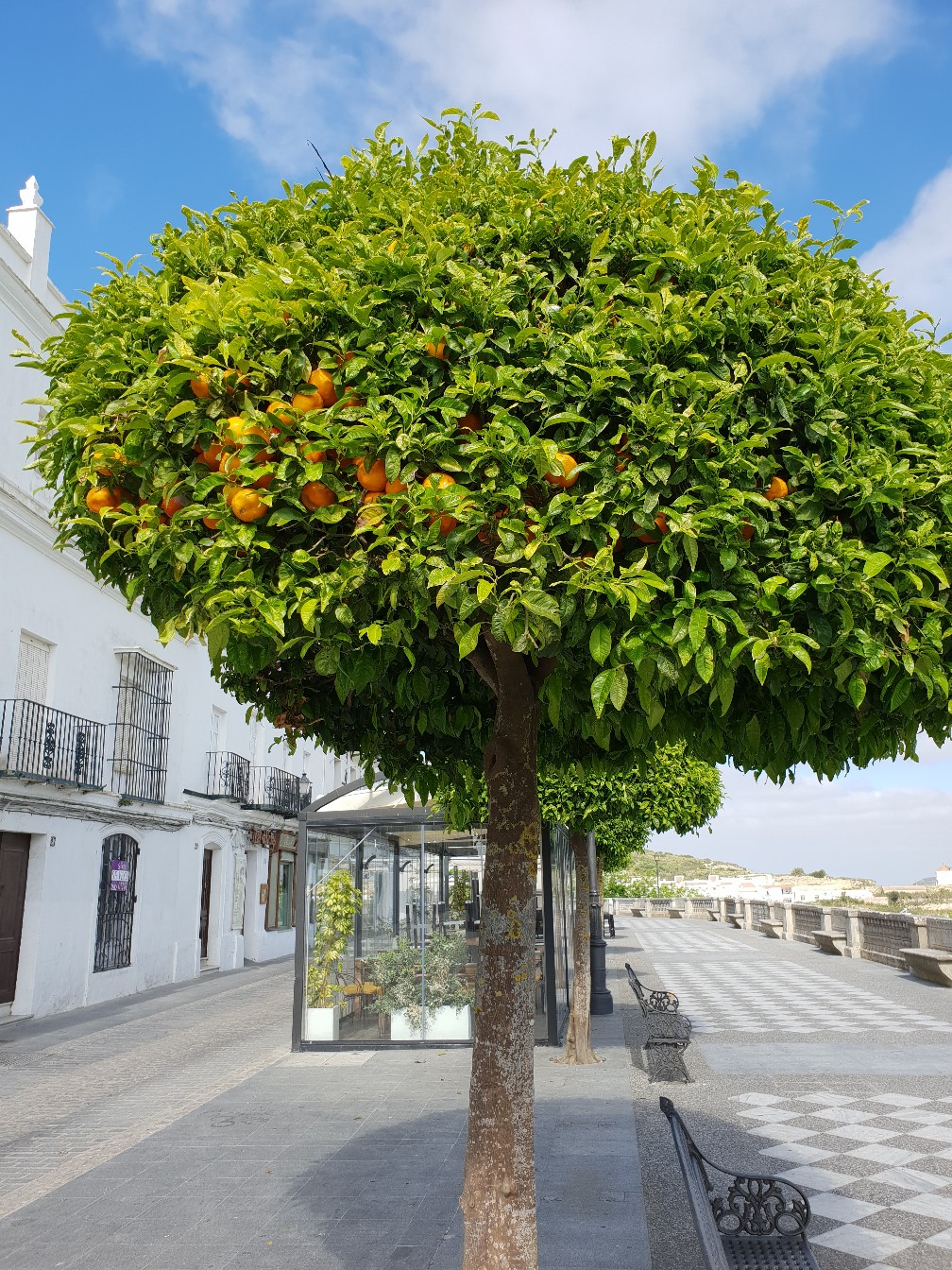 Naranjo